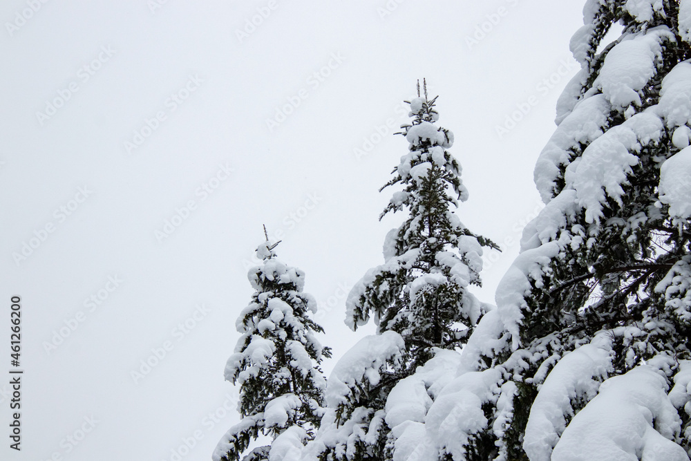 綺麗に雪化粧した木々