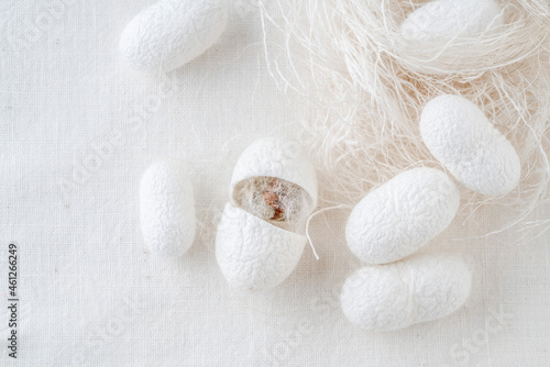 white silkworm cocoons shells, source of silk fabric as a background