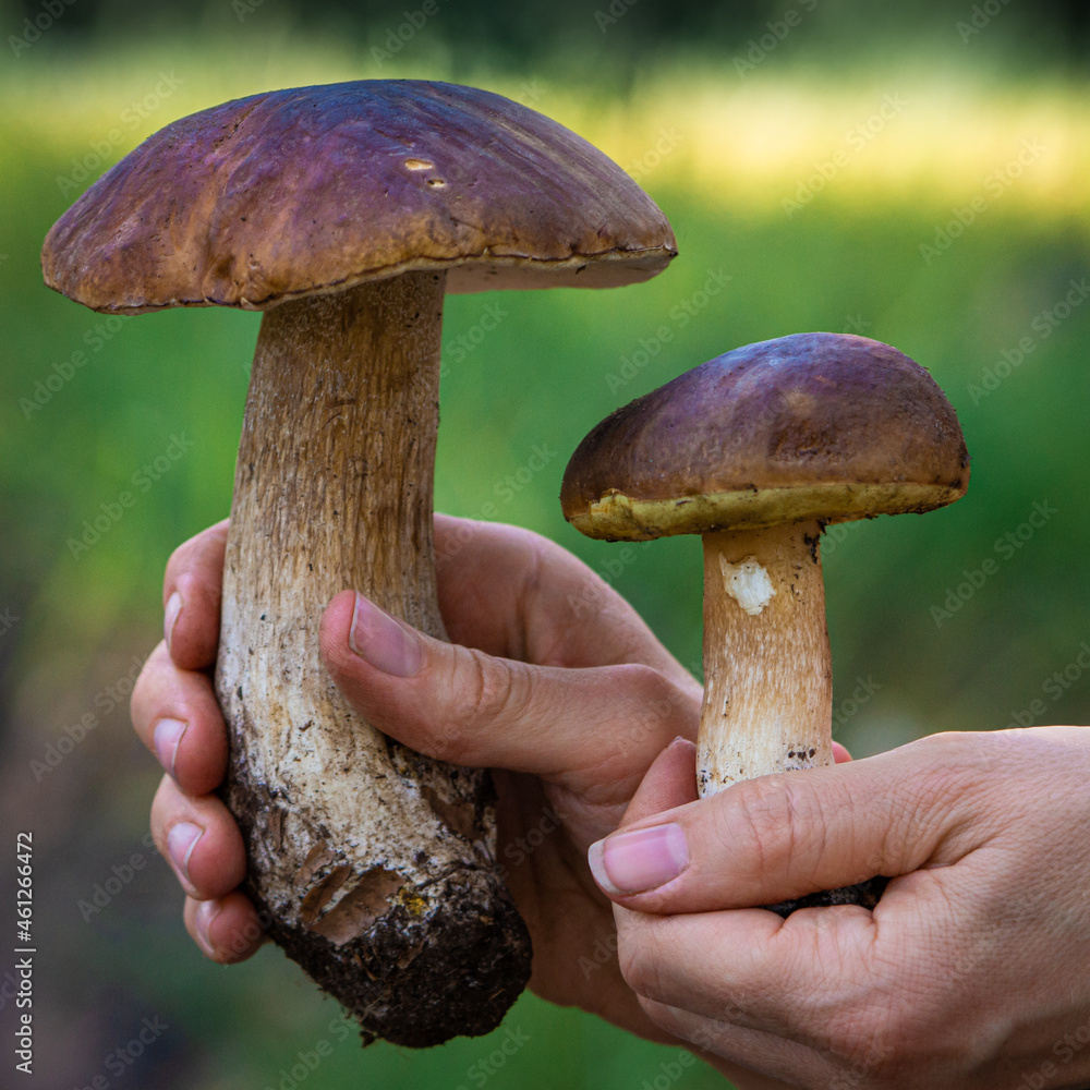 edible porcini mushroom in human hand on forest background edible porcini mushroom in human hand on forest background