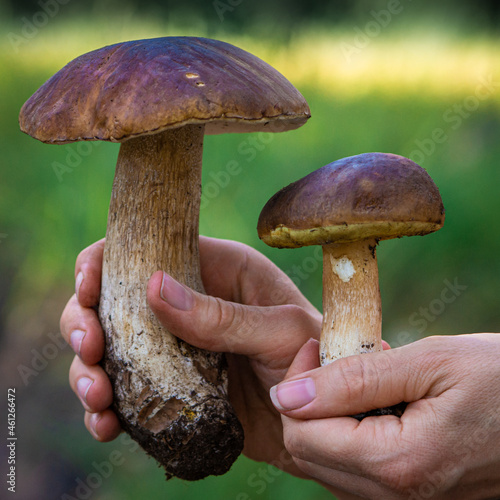 edible porcini mushroom in human hand on forest background