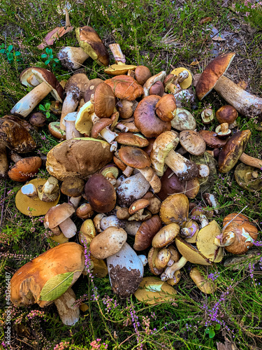 a lot of collected edible mushrooms in a forest glade