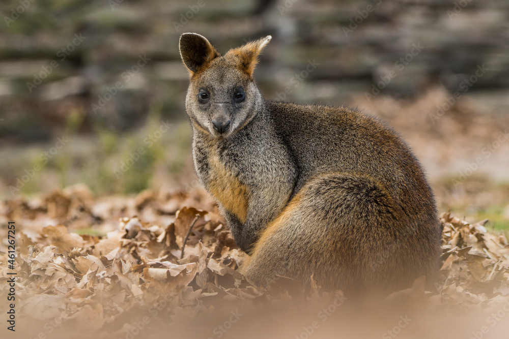 Naklejka premium Wallaby on a meadow covered with autumn leaves