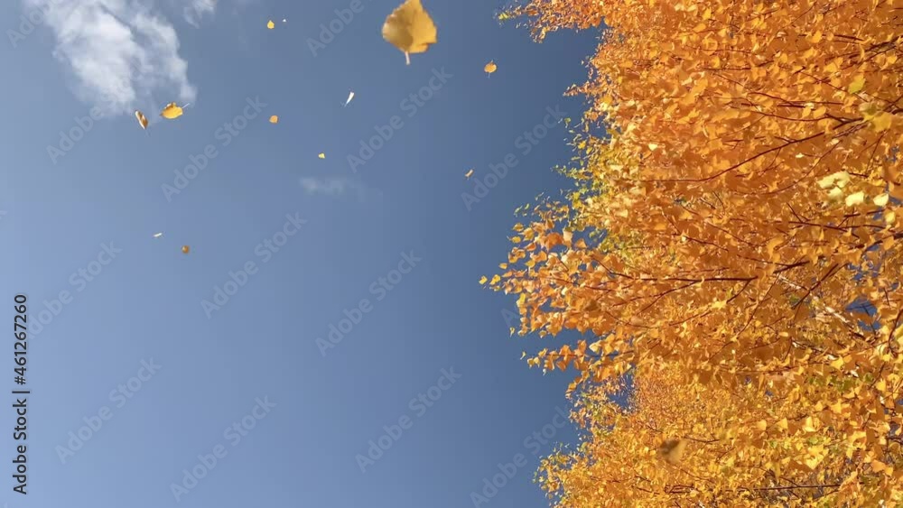 Dry yellow foliage on autumn trees on blue sky background at sunny cool day. Leaf fall time. Beautiful golden birch tree leaves with copy space.