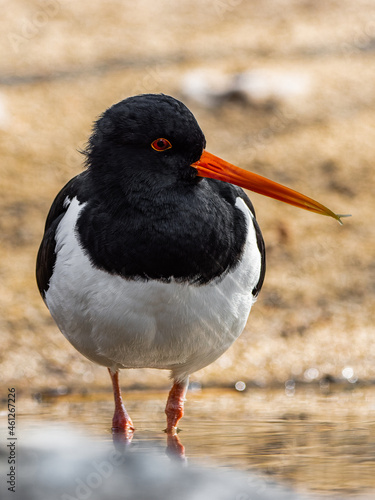 Eurasian oystercatcher closeup in the lagoon