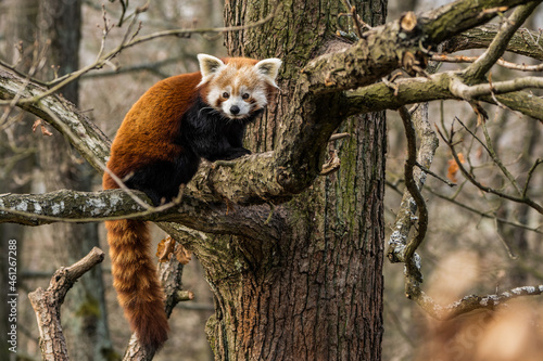 Red panda with fluffy tail sitting on the branch