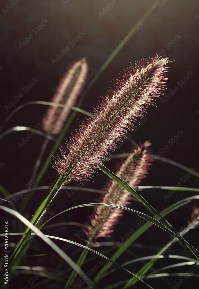 The beautiful bottle brush-like flower spikes of Pennisetum alopecuroides, backlit by the morning sun. Also known as Fountain Grass, foxtail grass or Chinese pennisetum. The beautiful bottle brush-like flower spikes of Pennisetum alopecuroides, backlit by the morning sun. Also known as Fountain Grass, foxtail grass or Chinese pennisetum.