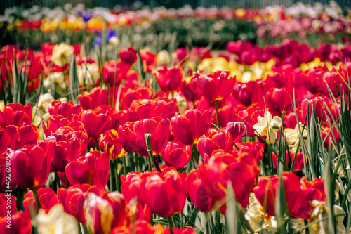 field of tulips