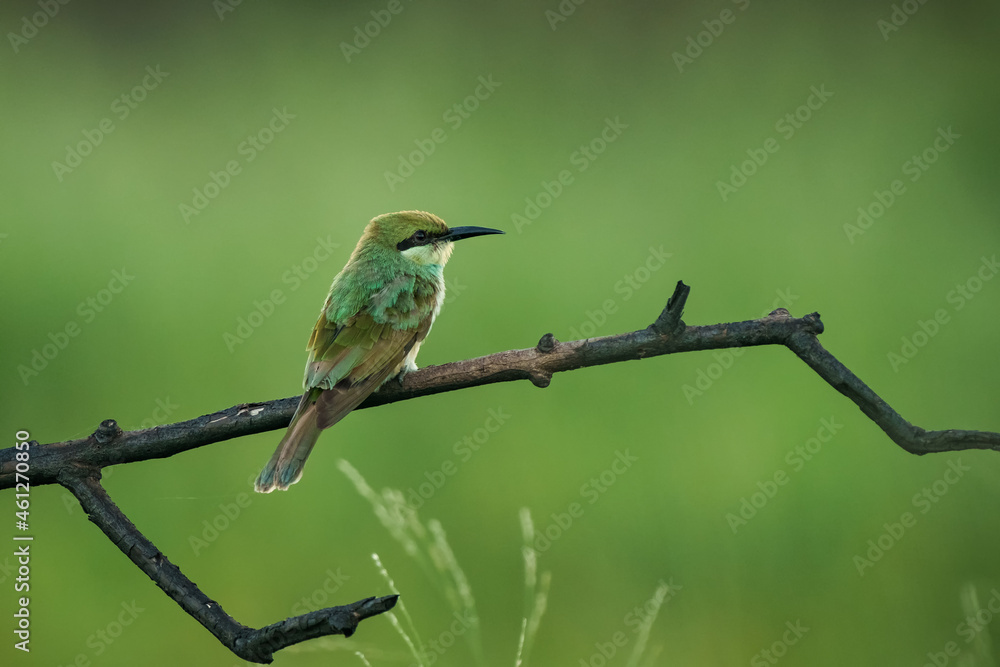 Obraz premium Green Bee-Eater, Little Green bee-eater, Merops Orientalis
