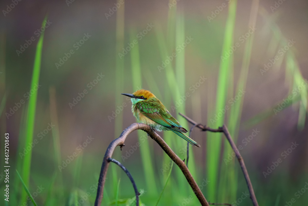 Green Bee-Eater, Little Green bee-eater Green Bee-Eater, Little Green bee-eater