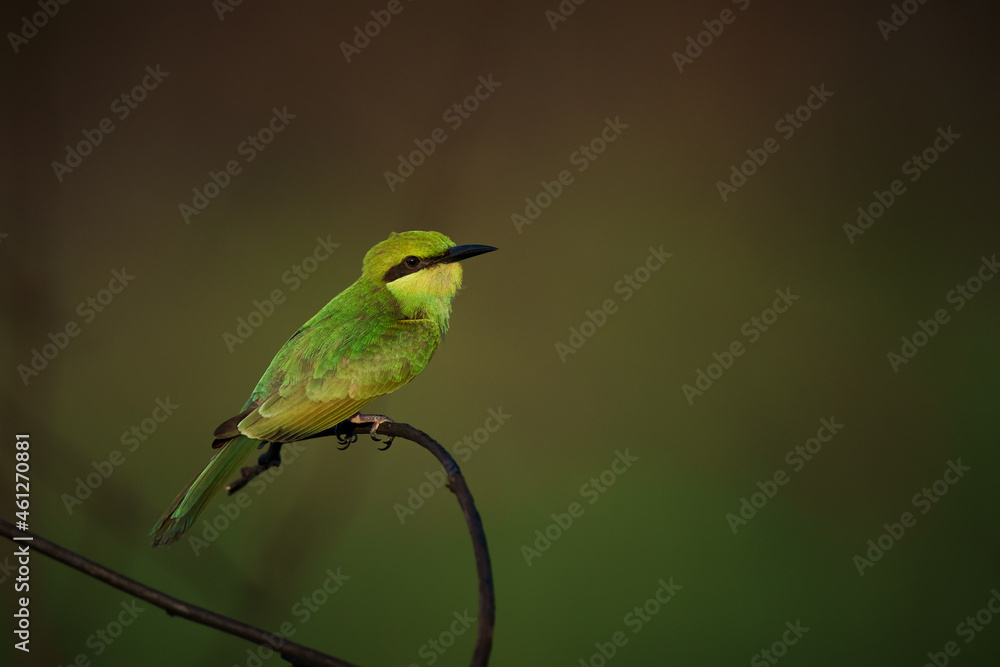 Green Bee-Eater birds perched on a branch. Green Bee-Eater birds perched on a branch.