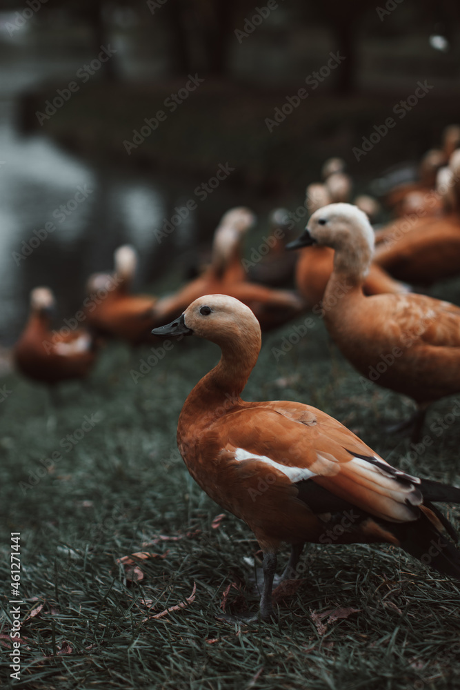 Obraz premium Wild ducks walking in the autumn park by the pond