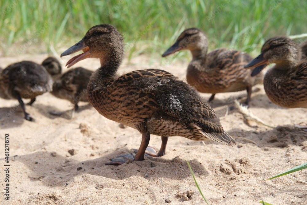 Ducklings came out of a stream overgrown with grass to eat. Ducklings came out of a stream overgrown with grass to eat.