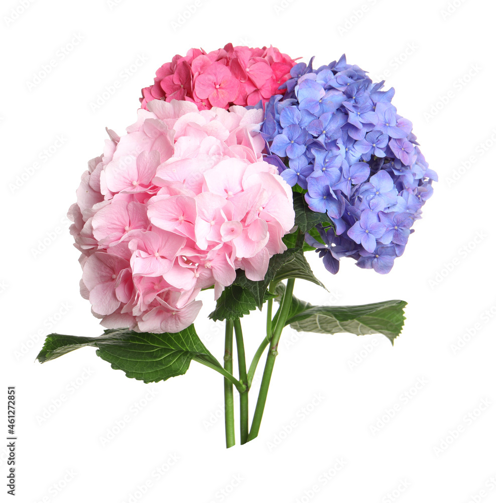 Bouquet of beautiful hortensia flowers on white background Bouquet of beautiful hortensia flowers on white background