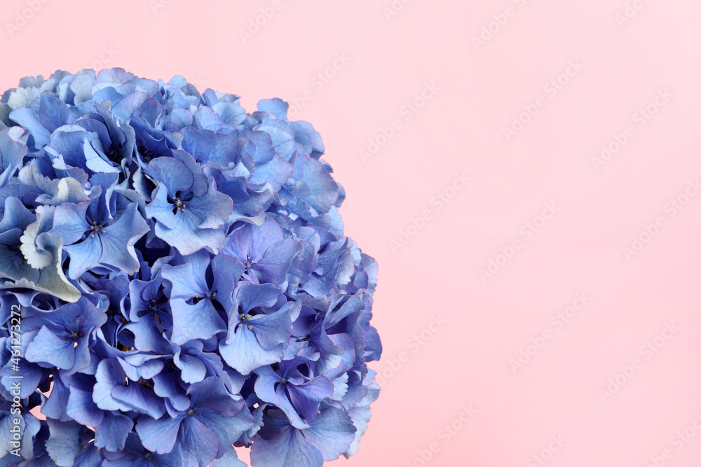 Obraz premium Beautiful bright hortensia flowers on pink background, closeup. Space for text