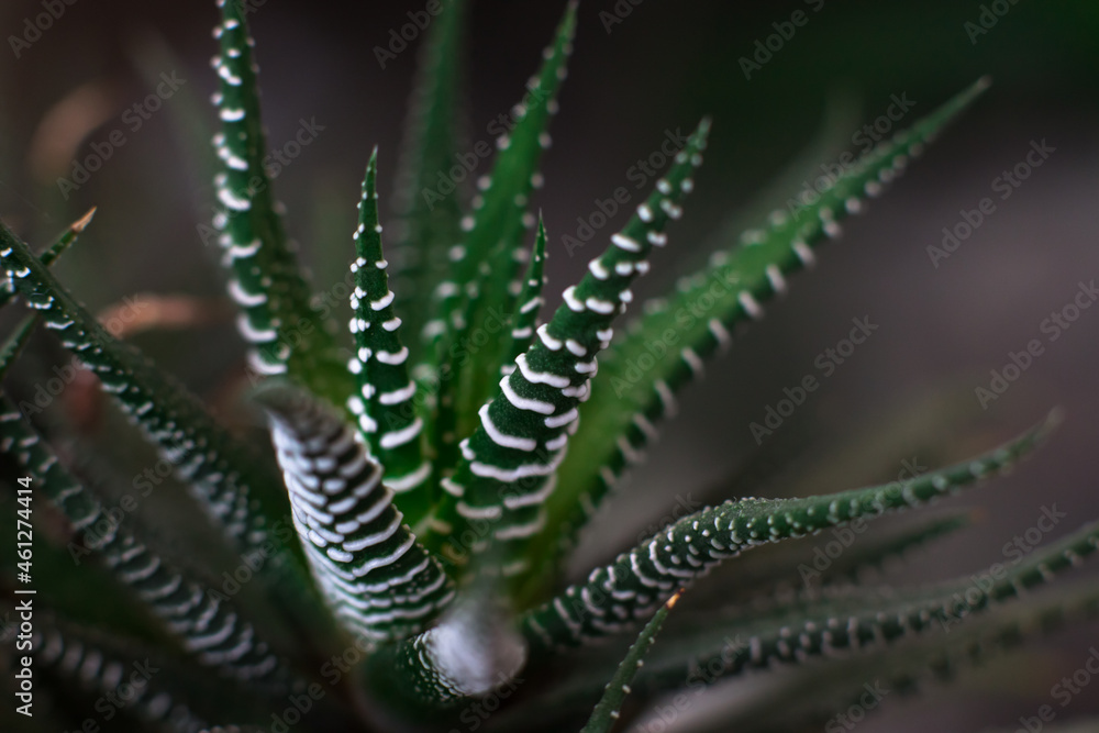 Haworthia attenuate small succulent houseplant Haworthia attenuate small succulent houseplant