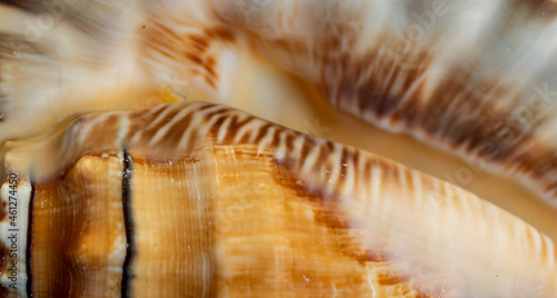 white and brown sea snail shell. background