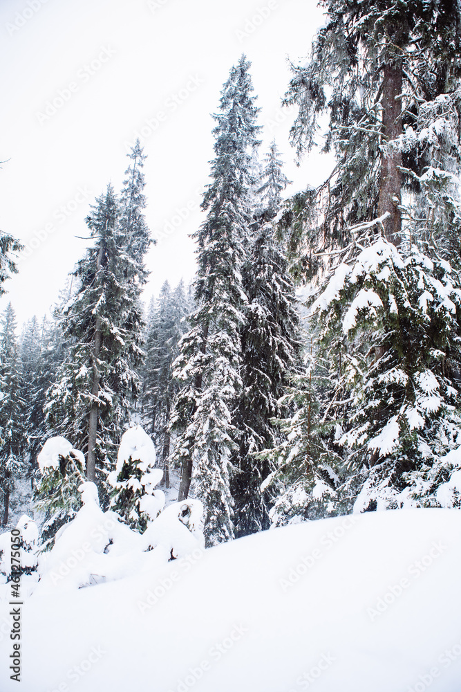 Fototapeta premium man snowboarder at winter forest