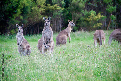 Vászonkép Group of kangaroos and baby kangaroo in pouch sitting in grass surroundings, Aus