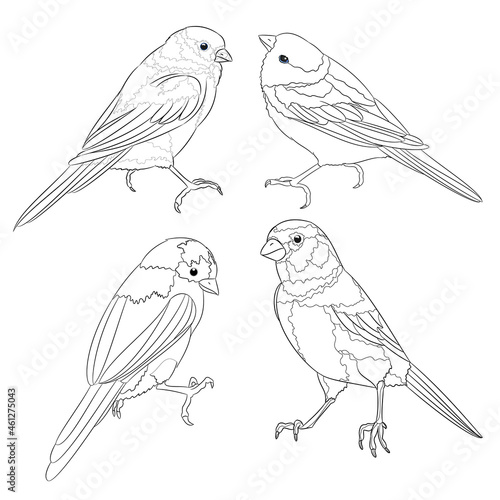 Bluebirds birds small thrush outline on a white background set three vintage vector illustration editable hand draw