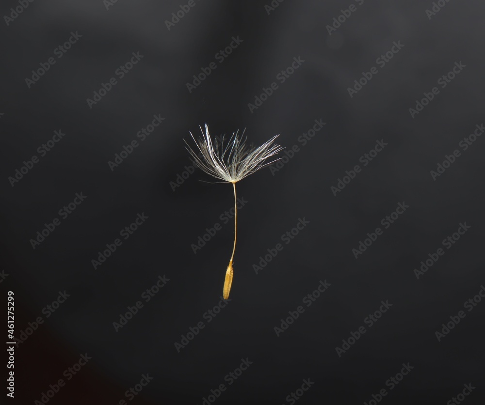 Fototapeta premium Detailed closeup a beautiful Dandelion seed blowing on black background. Dandelions seeds fly upwards, Use it to enhance any video presentation or animation movie or Cinematic clips or film project