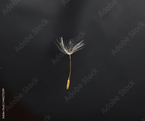 Detailed closeup a beautiful Dandelion seed blowing on black background. Dandelions seeds fly upwards, Use it to enhance any video presentation or animation movie or Cinematic clips or film project