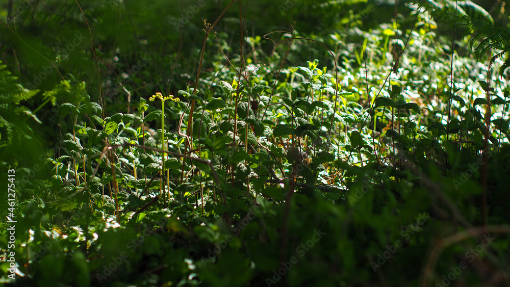 Végétation verdoyante, composée essentiellement d'herbes sauvages, de fougères, et de menthe