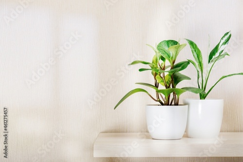Tropical plants in pots by a white wall with window shadow