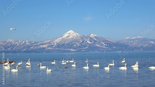 猪苗代湖の白鳥（福島県・湖南町・青松浜）
