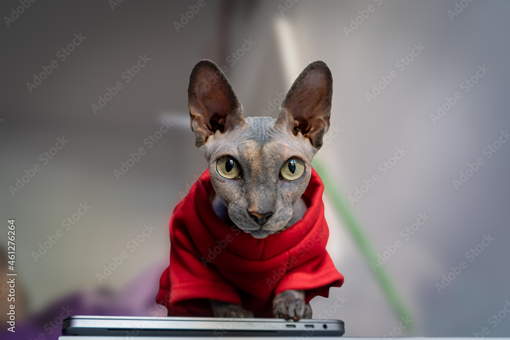 sphynx cat in red coat , looks at the camera. Front view