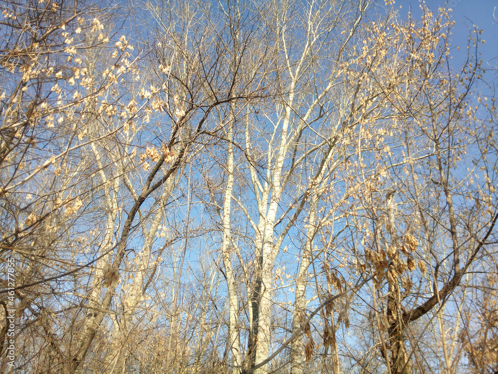 Thin twigs of poplar and American maple with yellow lionfish form a beautiful ornament against the background of black and light gray trunks and the blue sky. End of winter. Beautiful photo wallpapers Thin twigs of poplar and American maple with yellow lionfish form a beautiful ornament against the background of black and light gray trunks and the blue sky. End of winter. Beautiful photo wallpapers