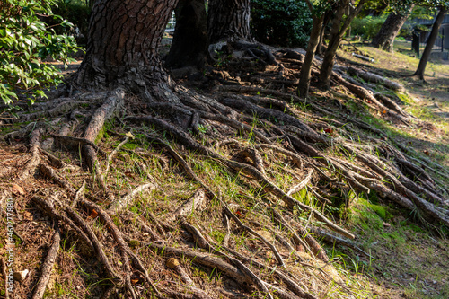 地面に露出したたくさんの木の根