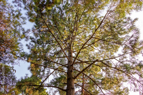 Fototapeta Naklejka Na Ścianę i Meble -  枝を大きく広げた高い松の木