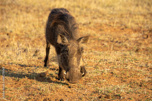 A common warthog feeds in a dry patch in the African countryside photo