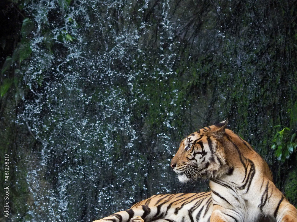 Naklejka premium Tiger resting on the background of a waterfall from Thailand focus on the body of the tiger
