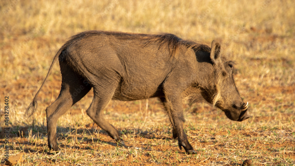 A common warthog feeds in a dry patch in the African countryside A common warthog feeds in a dry patch in the African countryside