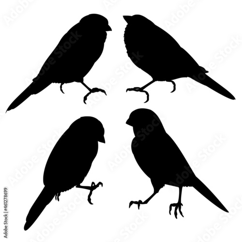 Bluebirds birds  small  thrush silhouette on a white background  set three vintage vector illustration editable hand draw
