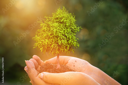 hand holding a tree growing on green nature blur background photo