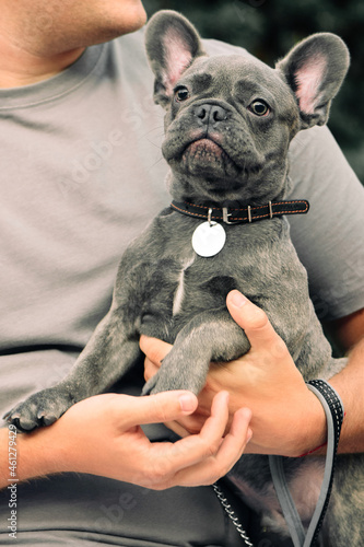 French bulldog sitting in the arms of its owner and looking at the camera. Cute blue frenchie.