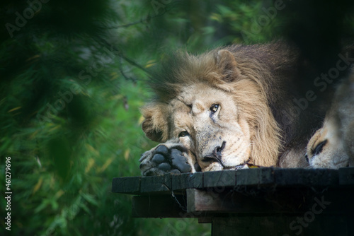 Portrait of male lion lying in a zoologic park photo