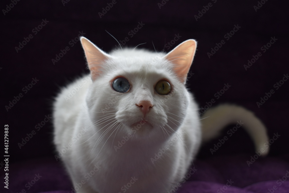 gato blanco con ojos de dos colores