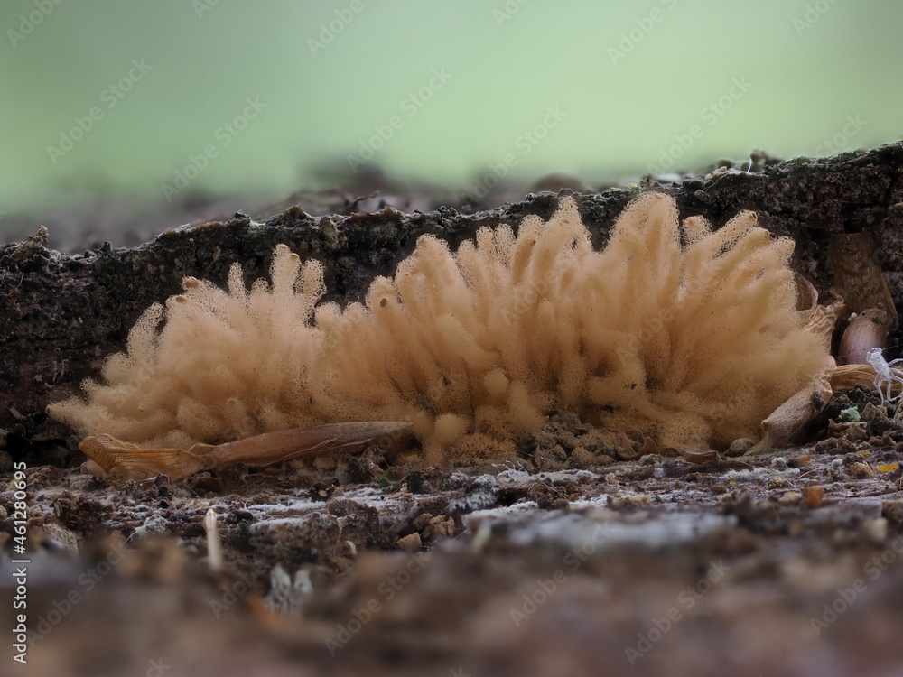Fruchtkörper eines Schleimpilzes im Eifelwald Fruchtkörper eines Schleimpilzes im Eifelwald