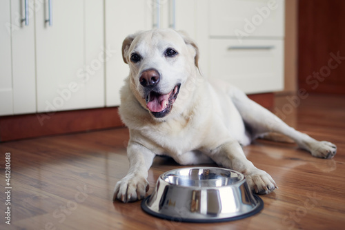 Happy dog waiting for feeding. Old labrador retriever lying near empty bowl in home kitchen. .