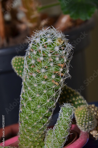 cactus in a pot