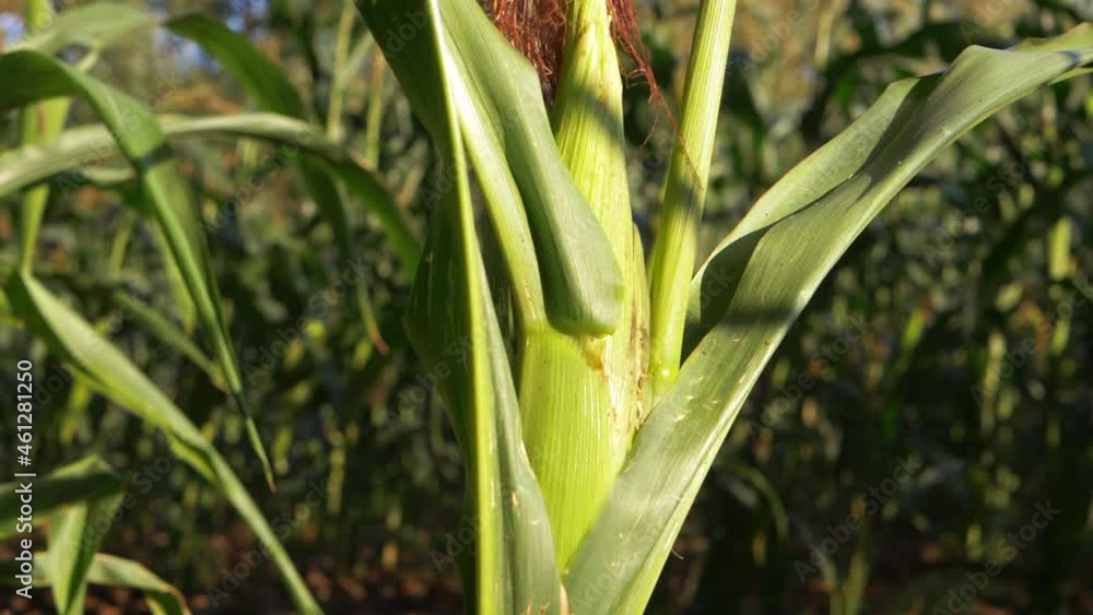Ripe sweetcorn crop in farmers field Ripe sweetcorn crop in farmers field