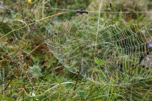 Beautiful spiderweb with dew outdoors in morning