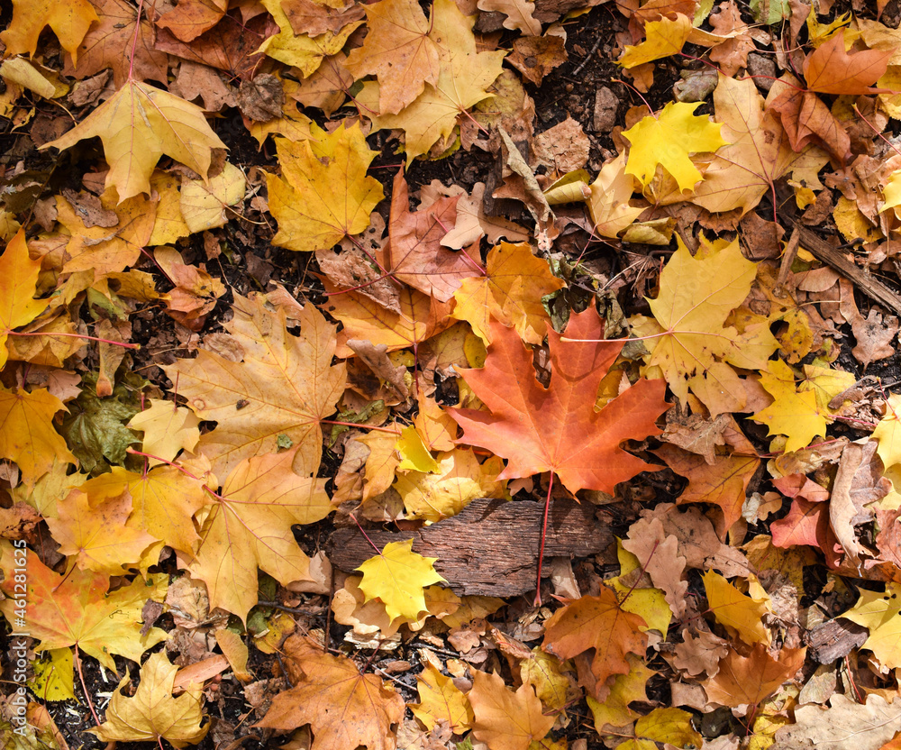On the ground there are autumn multicolored maple and linden leaves, bark and wood chips On the ground there are autumn multicolored maple and linden leaves, bark and wood chips