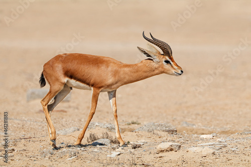 Male Arabian mountain gazelle (Gazella cora) in natural habitat, Arabian Peninsula  . photo