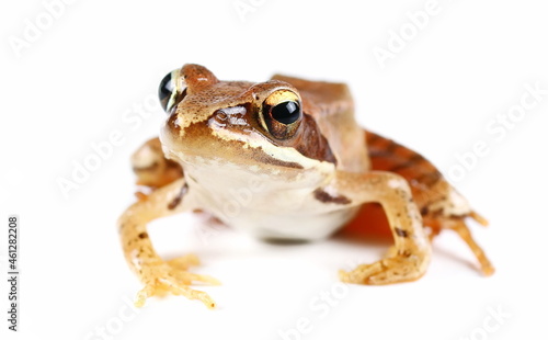 Young agile frog (Rana dalmatina) isolated on white background