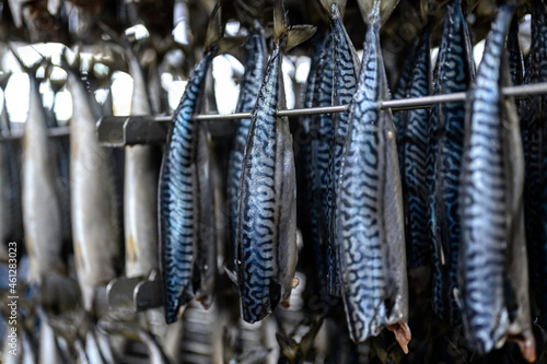 Many carcasses of mackerel fish are prepared for the smoking process
