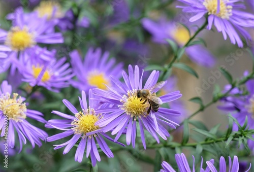 Bee and beautiful purple flower in the garden